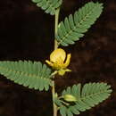 Image of Chamaecrista kleinii (Wight & Arn.) V. Singh