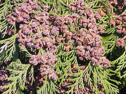 Image of Lawson's Cypress