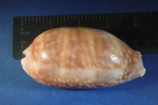 Image of measled cowrie