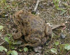 Image of Common Toad