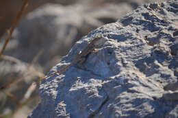 Image of Canyon Lizard