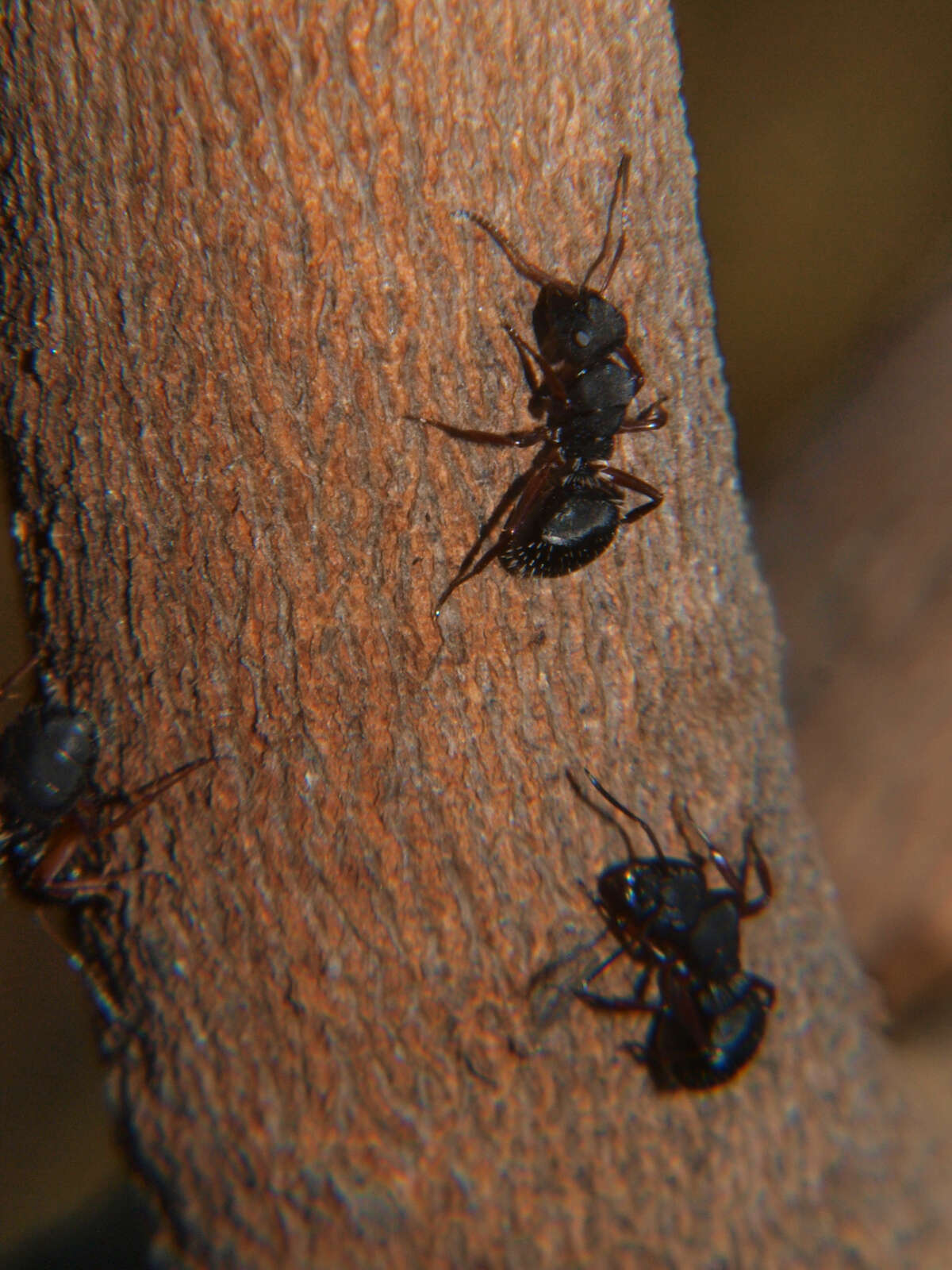 Image of Camponotus braunsi Mayr 1895