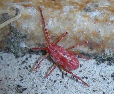 Image of Trombidium holosericeum