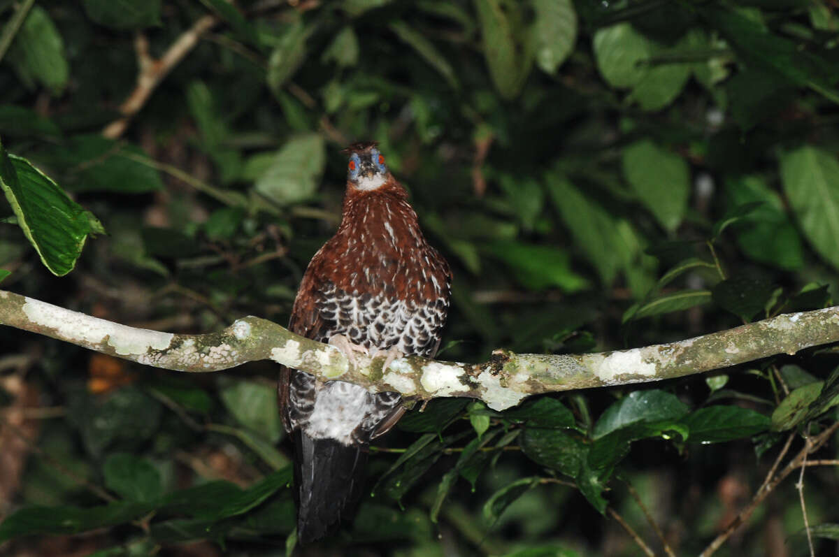 Image of Crested Fireback