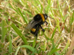 Image of Buff-tailed bumblebee