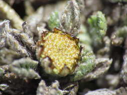 Image of Leptinella albida (D. Lloyd) D. G. Lloyd & C. J. Webb