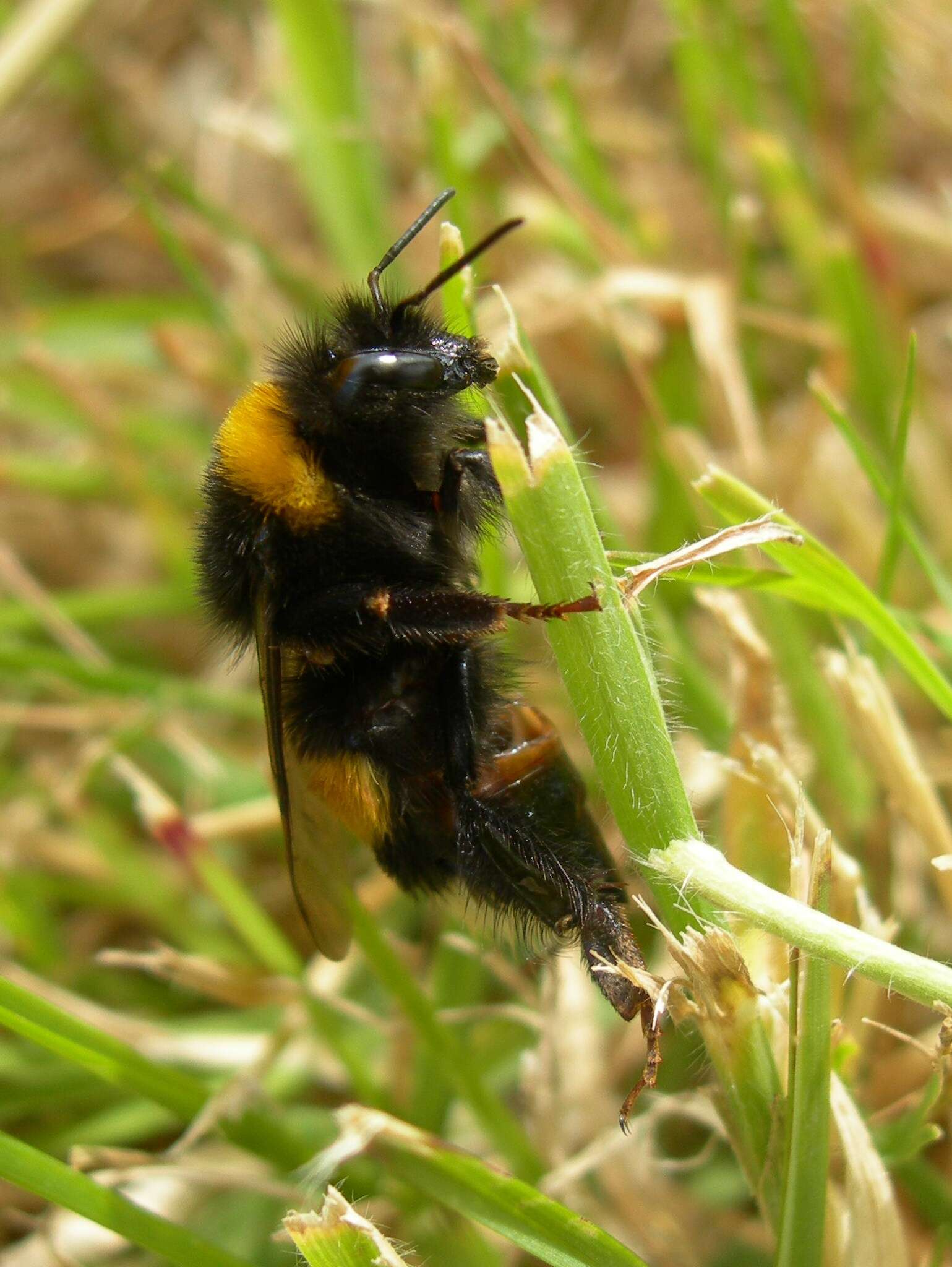 Image of Buff-tailed bumblebee