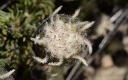 Image of Phylica affinis Sond.