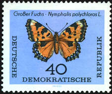 Nymphalis polychloros Linnaeus 1758 resmi