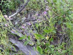 Image of hairy-tuft four o'clock