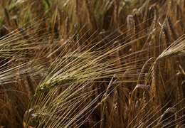 Image of common barley