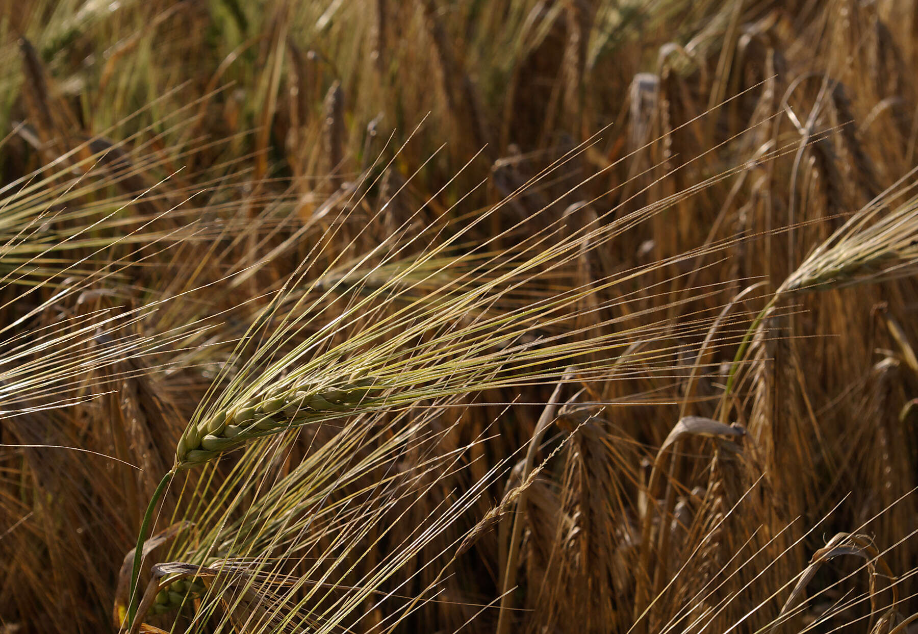 Image of common barley