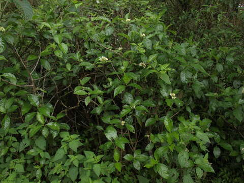 Image of Psychotria rufipes Hook. fil.