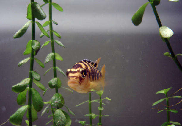 Image of Bumblebee cichlid