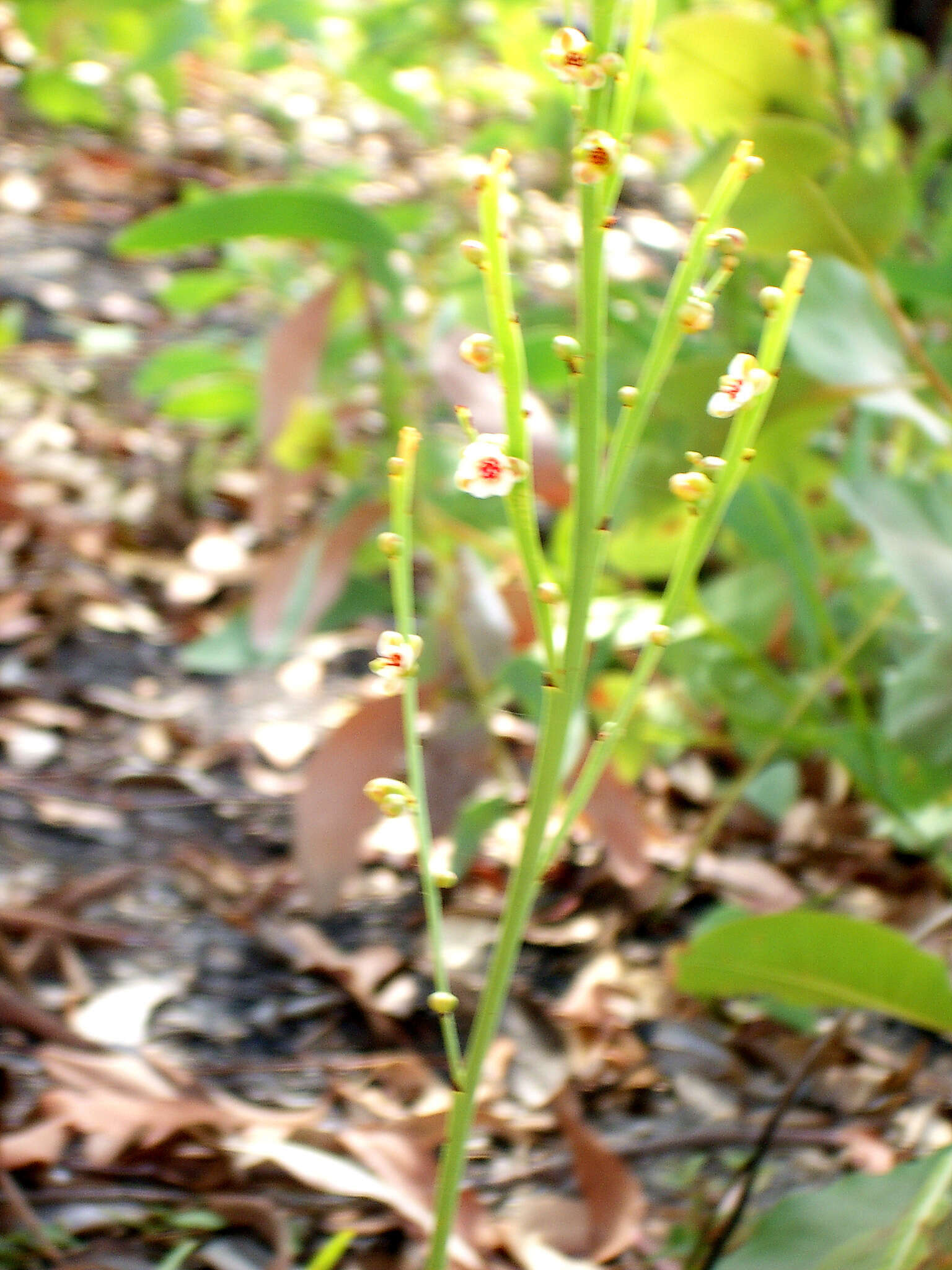 Image de Hibbertia persquamata subsp. persquamata