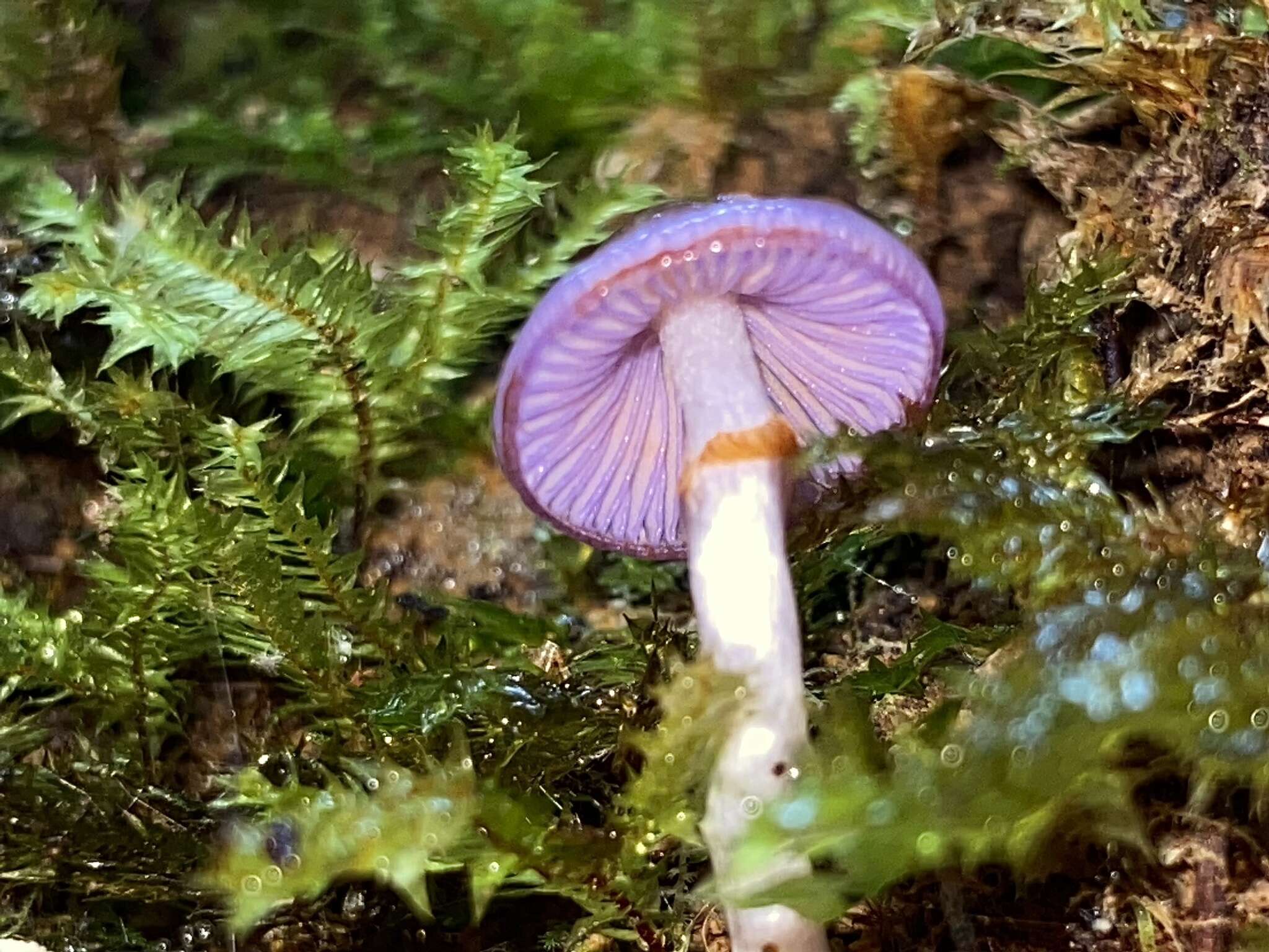 Image of Cortinarius lubricanescens Soop 2001