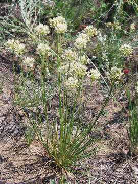 Image of Allium flavescens Besser