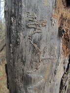 Image of Bronze Poplar Borer