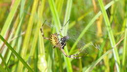 Image of Barbary Spider