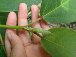 Image of Ficus erecta Thunb.