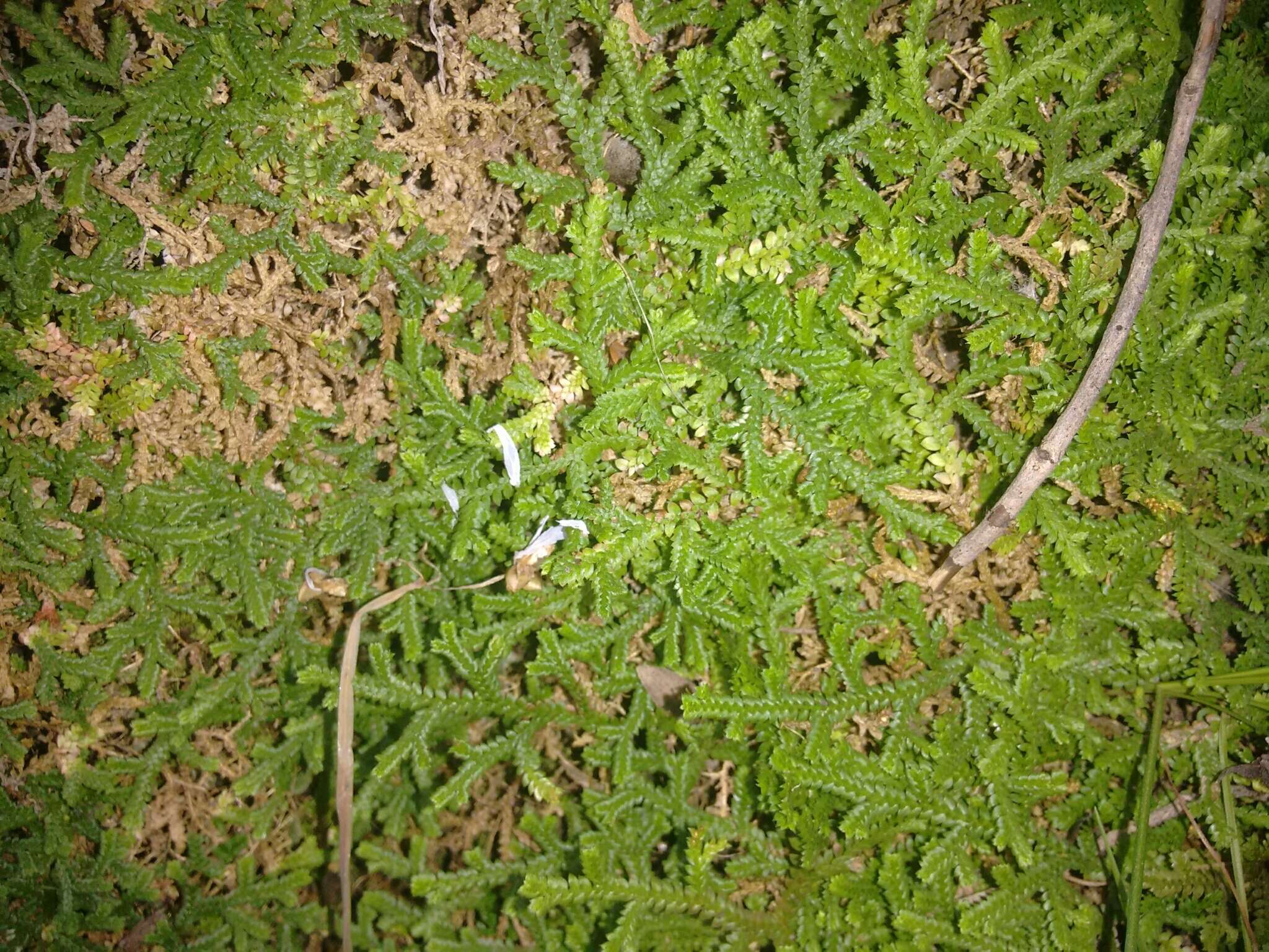 Image of Toothed-leaved Clubmoss