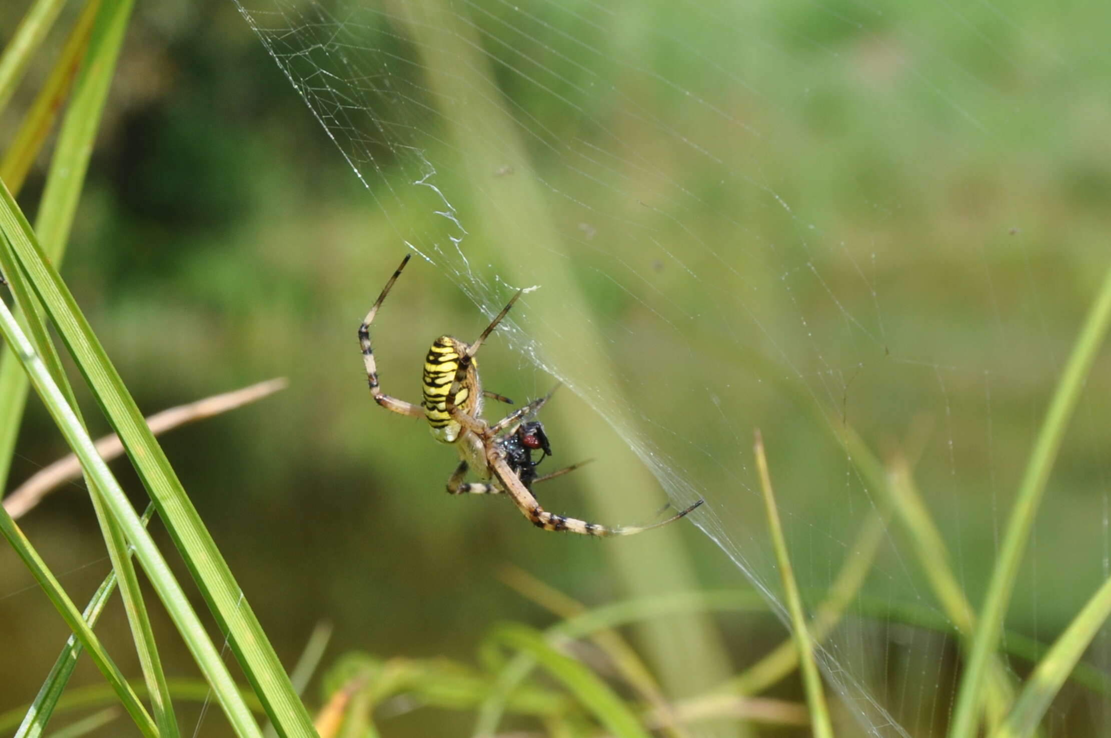 Image of Barbary Spider