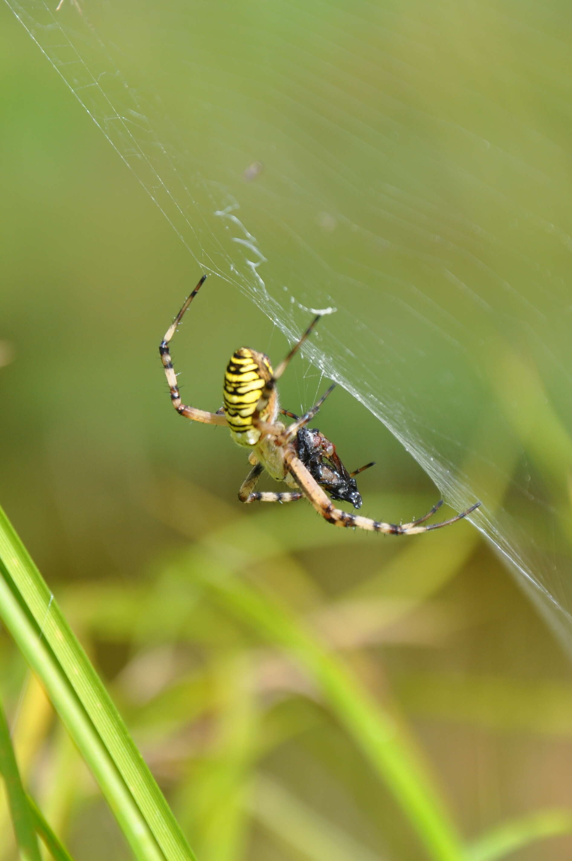 Image of Barbary Spider