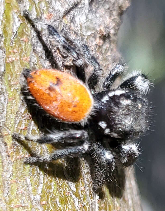 Image of Phidippus californicus Peckham & Peckham 1901