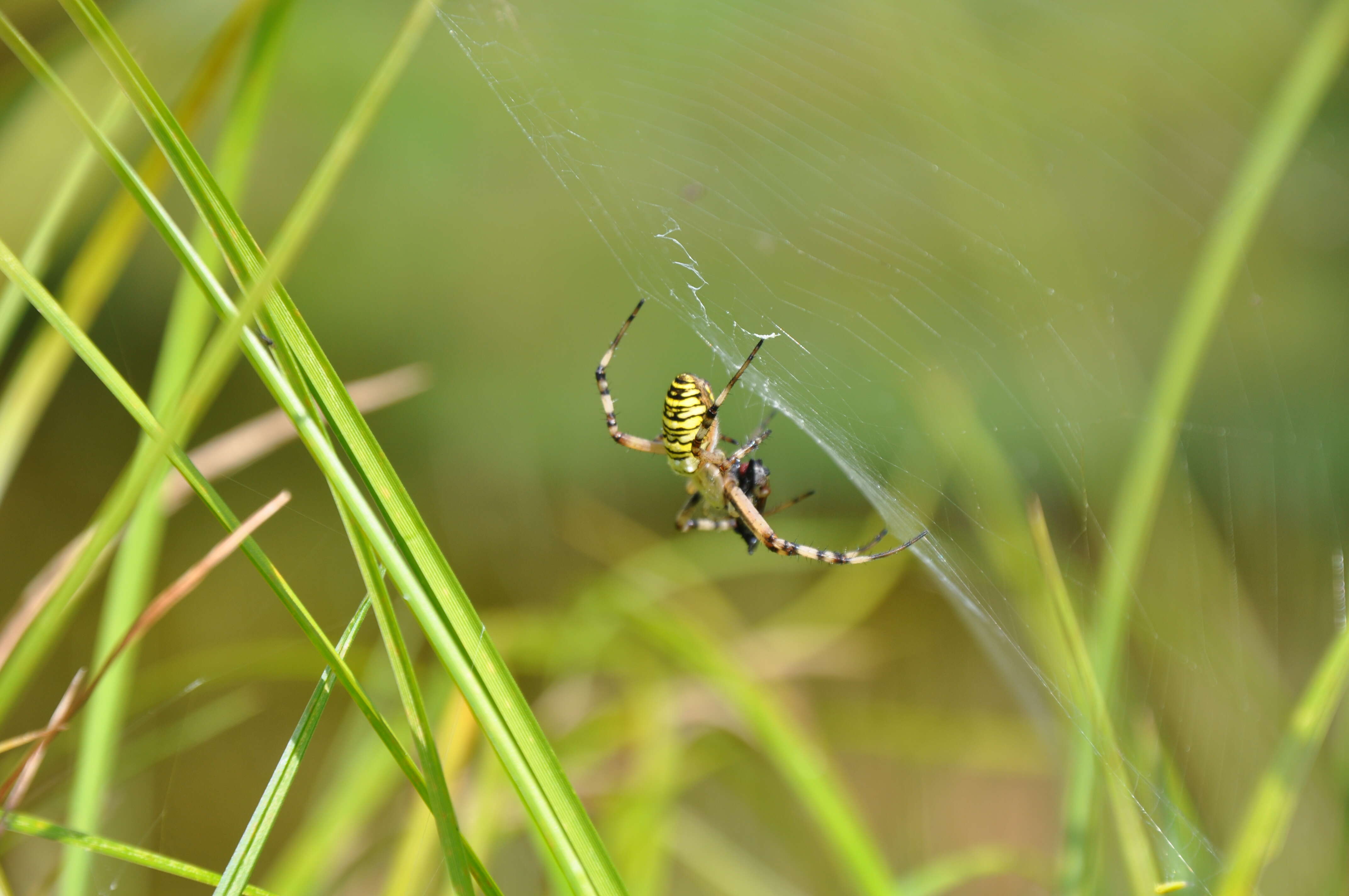 Image of Barbary Spider