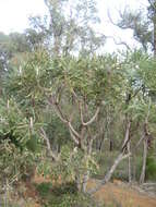 Image of Bull Banksia