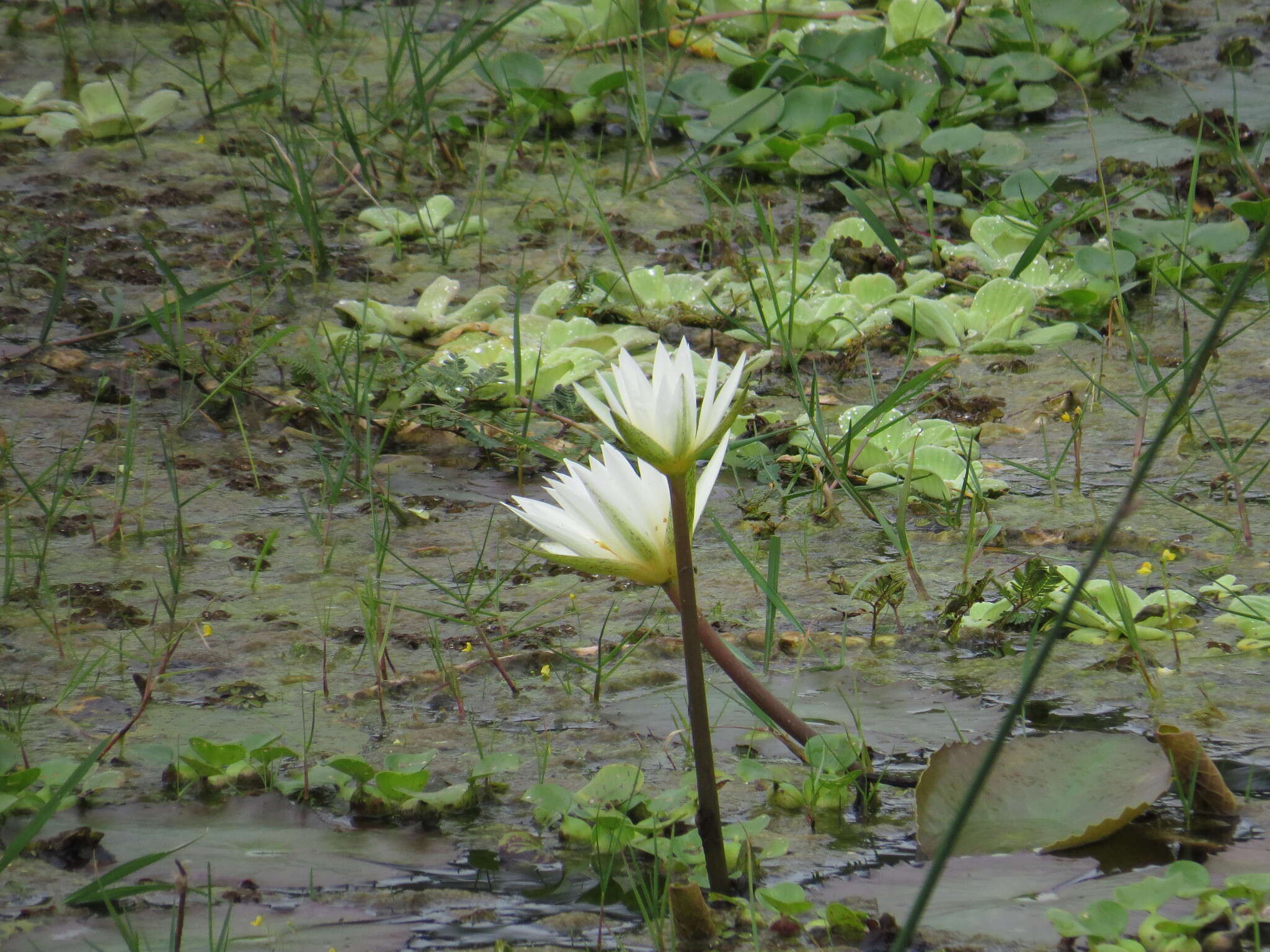 Image de Nymphaea ampla (Salisb.) DC.