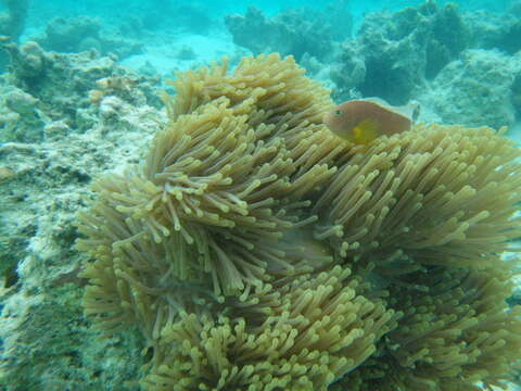 Image of Clown fish