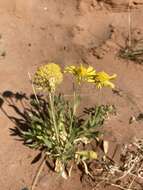 Image of western blanketflower