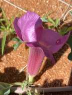 Image of Harpagophytum procumbens subsp. procumbens