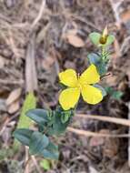 Plancia ëd Hypericum tetrapetalum Lam.