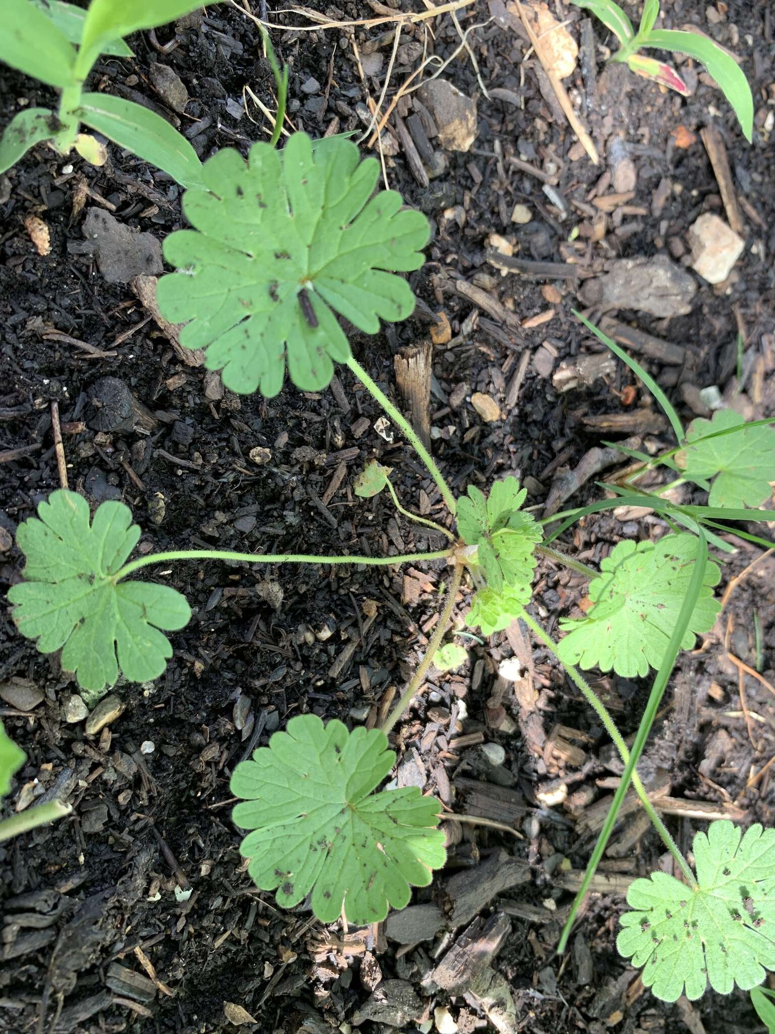 Image of Round-leaved Crane's-bill