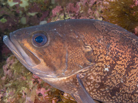 Acanthistius patachonicus (Jenyns 1840) resmi