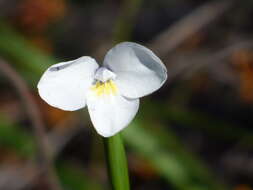 Image of Diplarrena moraea Labill.