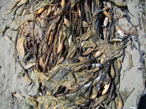 Image of Giant kelp