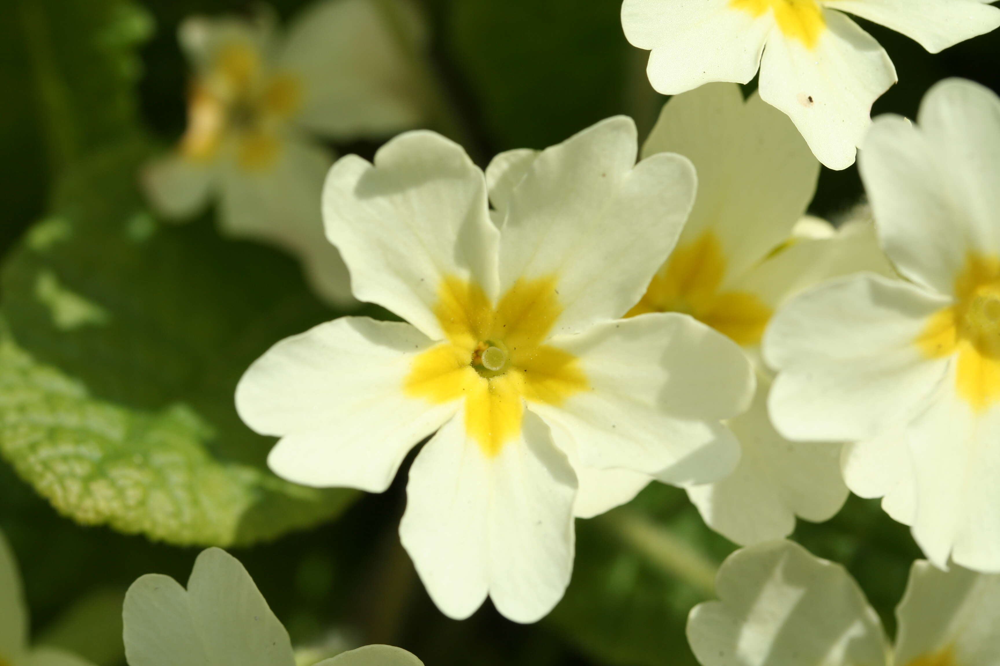 Image of Primrose