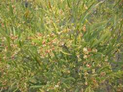 Image de Dodonaea viscosa subsp. angustifolia (L. fil.) J. G. West