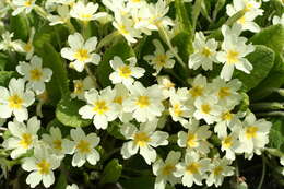 Image of Primrose