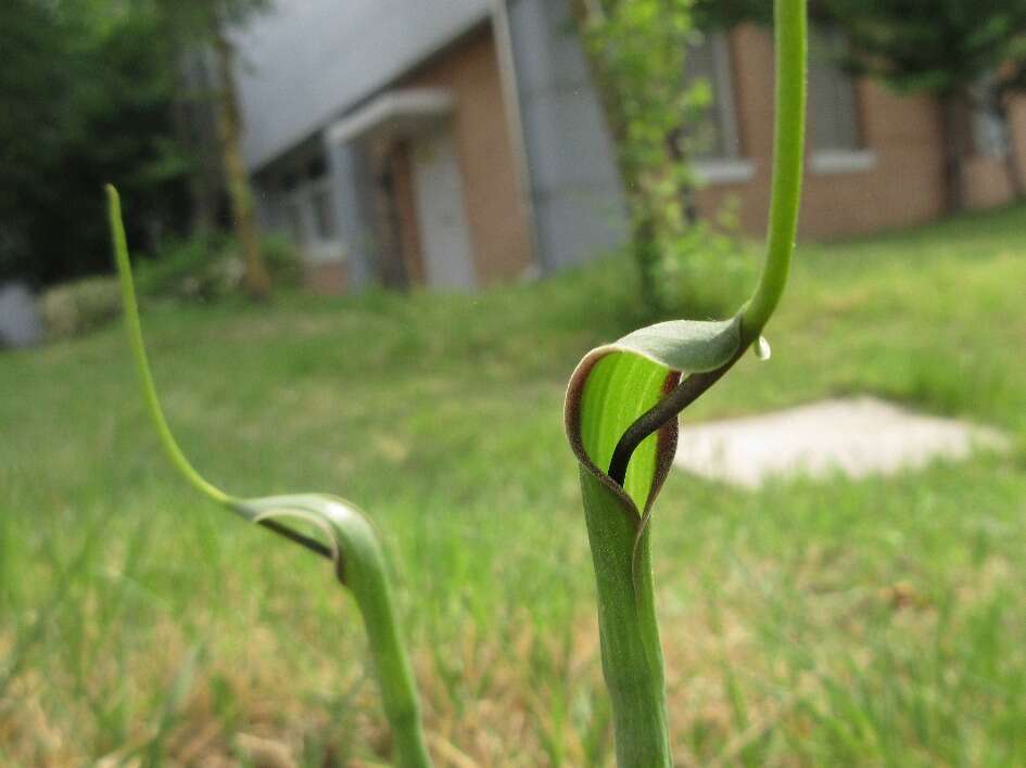 Image of crowdipper