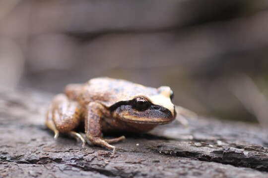 Image of Vanzolini's Spiny-chest Frog