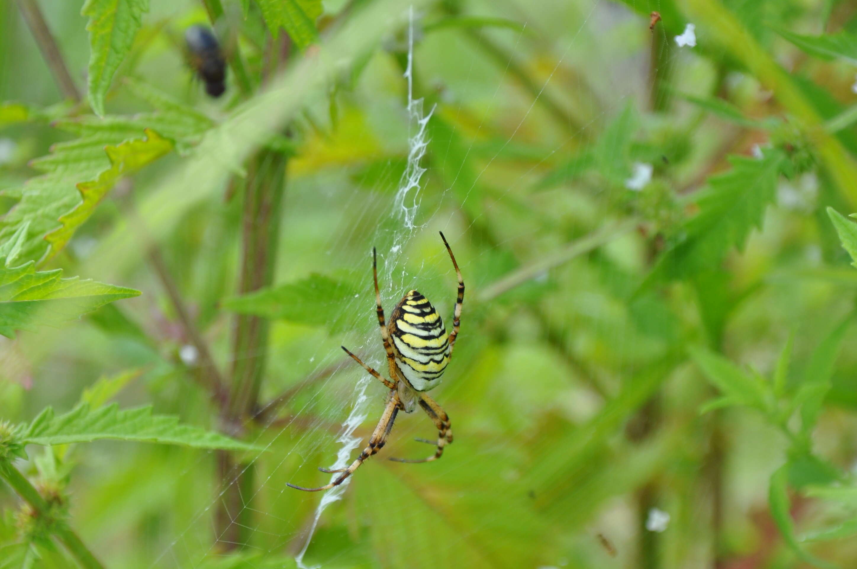 Image of Barbary Spider