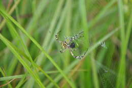 Image of Barbary Spider