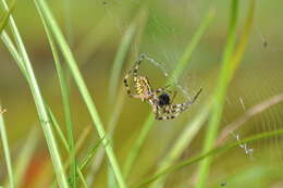 Image of Barbary Spider