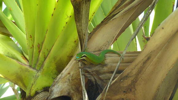 Image of Reunion Island ornate day gecko