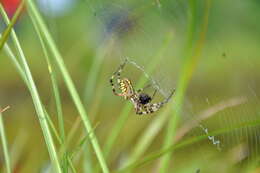 Image of Barbary Spider