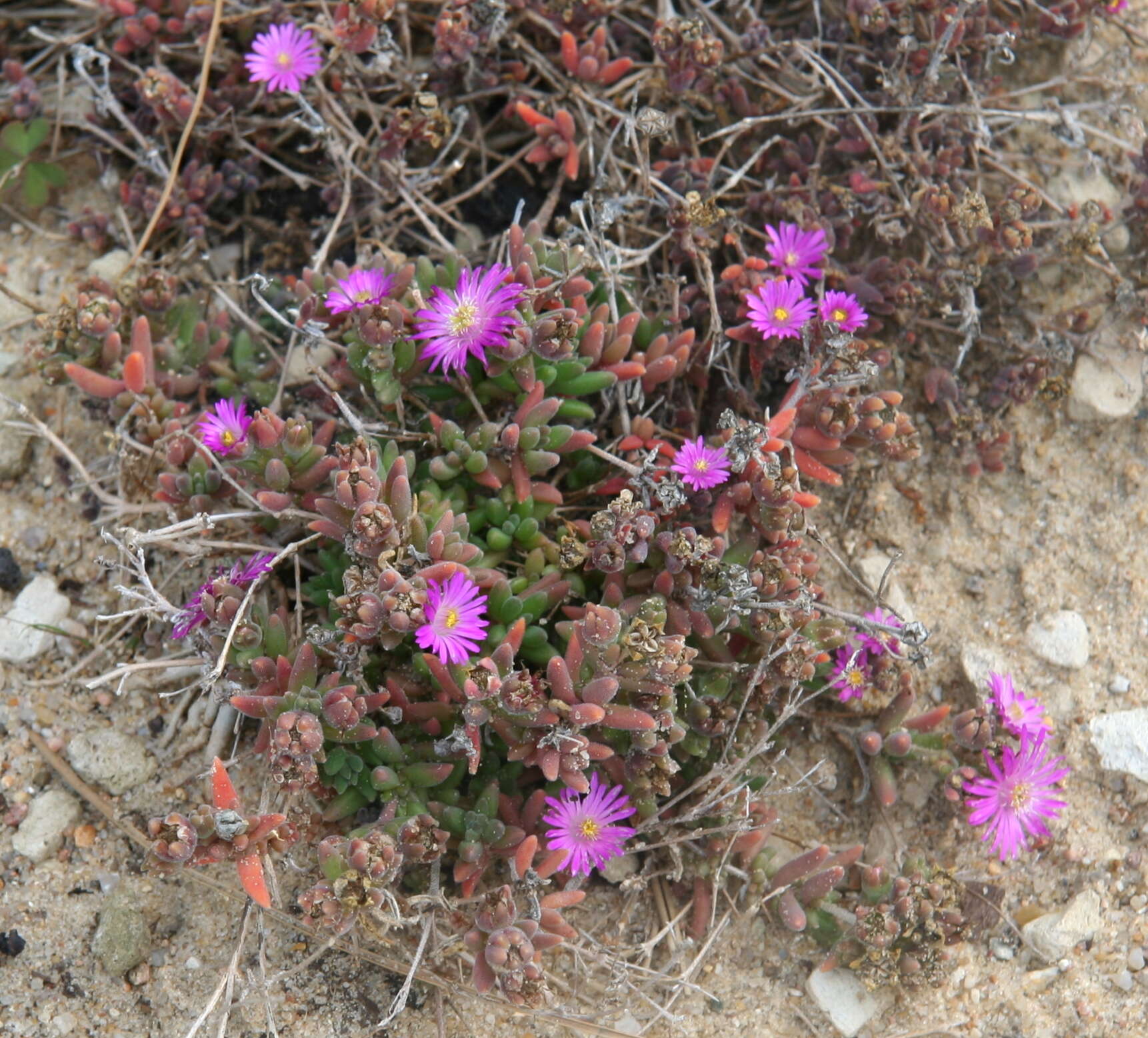 Image of delosperma